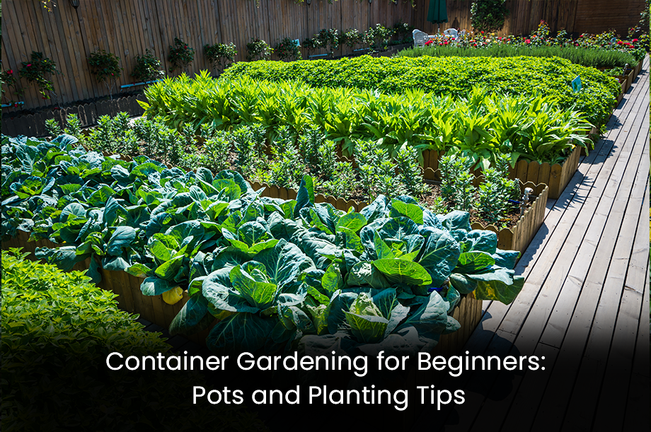Container Gardening for Beginners: Pots and Planting Tips