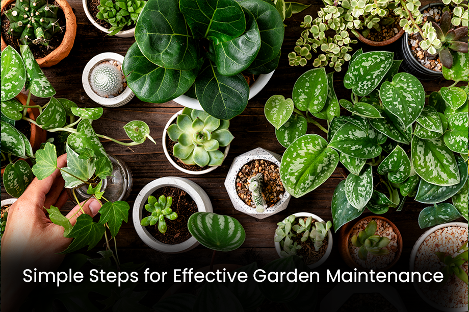 Simple Steps for Effective Garden Maintenance