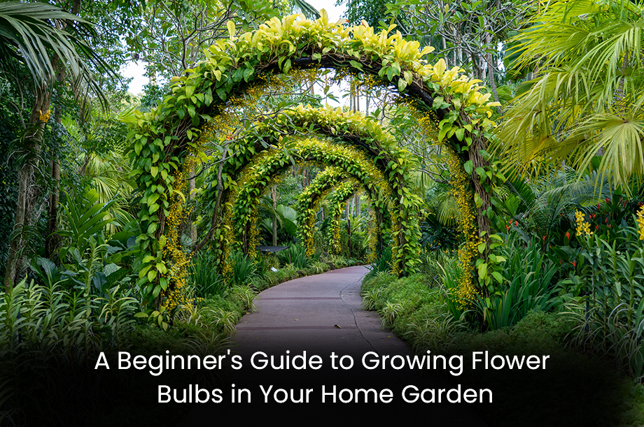A Beginner's Guide to Growing Flower Bulbs in Your Home Garden