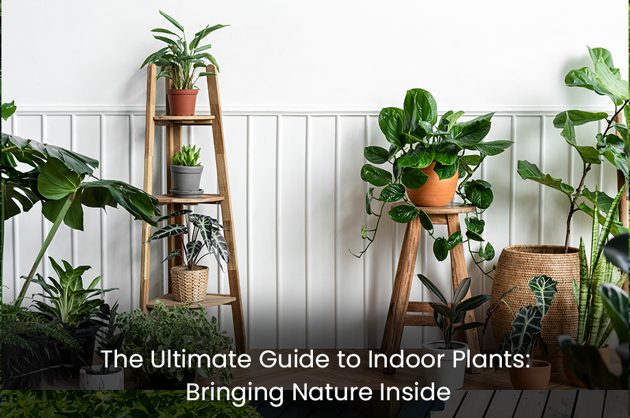 The Ultimate Guide to Indoor Plants: Bringing Nature Inside