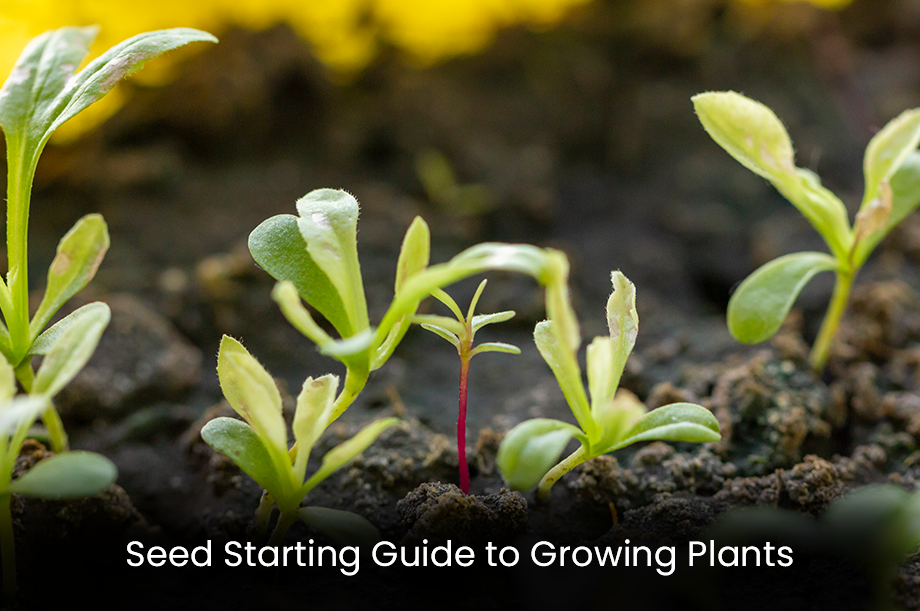 Seed Starting Guide to Growing Plants