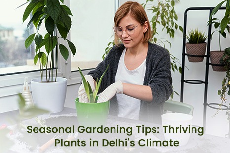 Seasonal Gardening TIps: Thrive Plants in Delhi CLimate