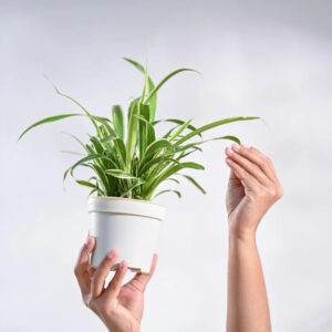A Complete Guide to Caring for Your Spider Plant